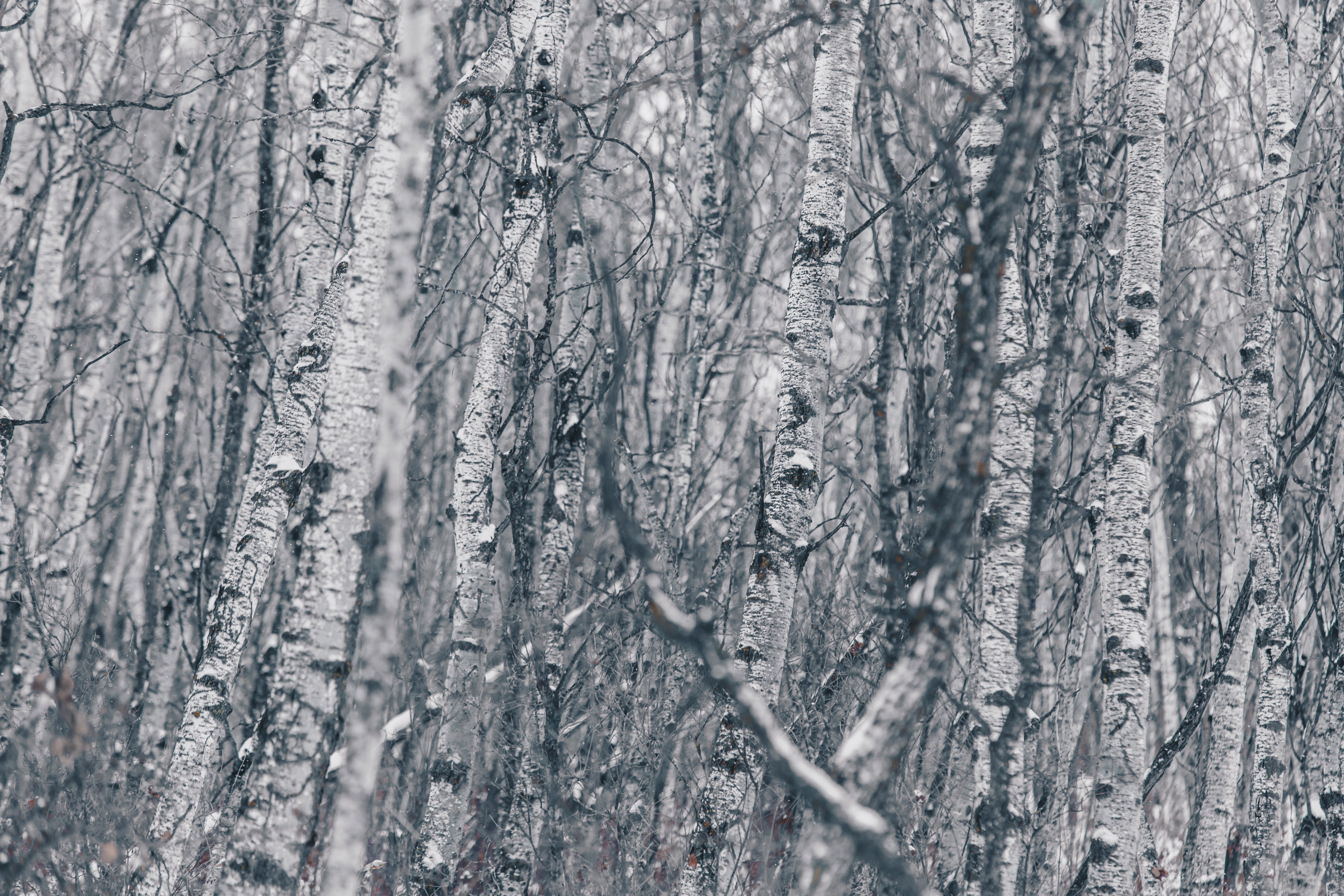 birch-trees-in-winter.jpg